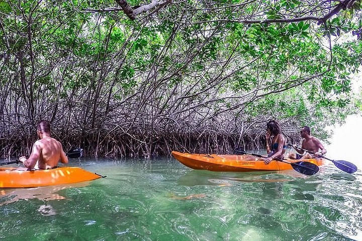 Clearbottom Mangrove Kayak & Snorkel: Bonaire's Secret Ecosystem
