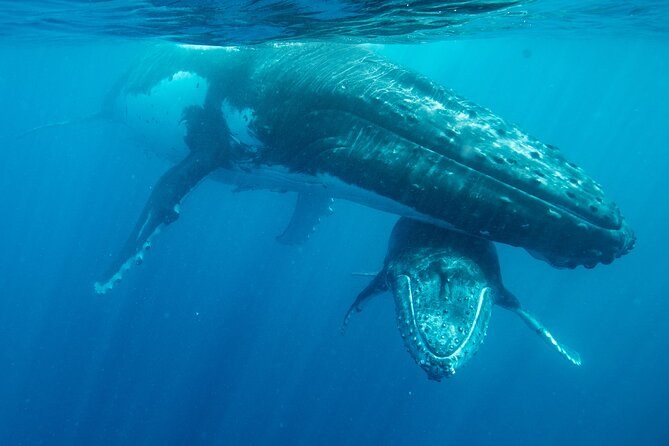 Private Humpback Whale Swim: Ha'apai Deep Blue Encounter