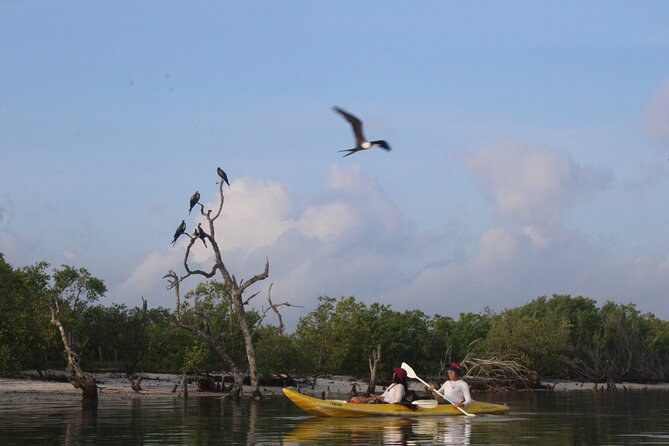Sunrise Kayak Through Mangrove Forest with Marine Biologist