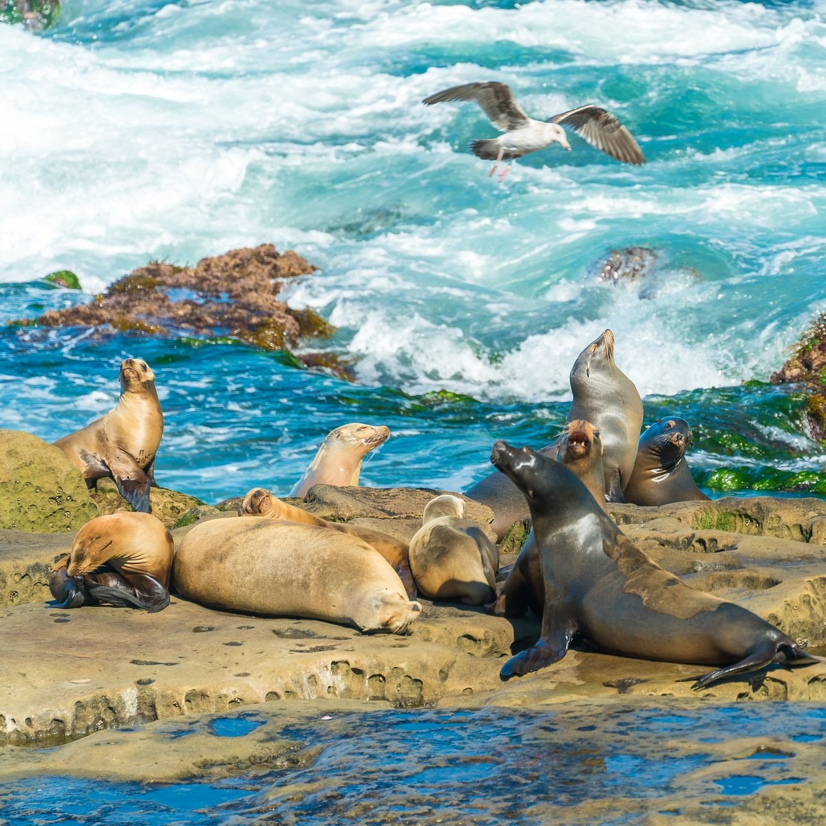 La Jolla Cove: Sea Lions, Snorkeling & the Emerald Coast