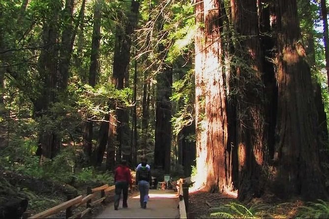 Muir Woods Ancient Redwood Forest: Private Small-Group Walk