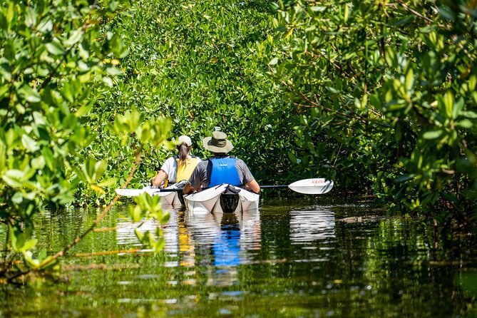 Small-Group Wildlife & Mangrove Kayak at Dawn