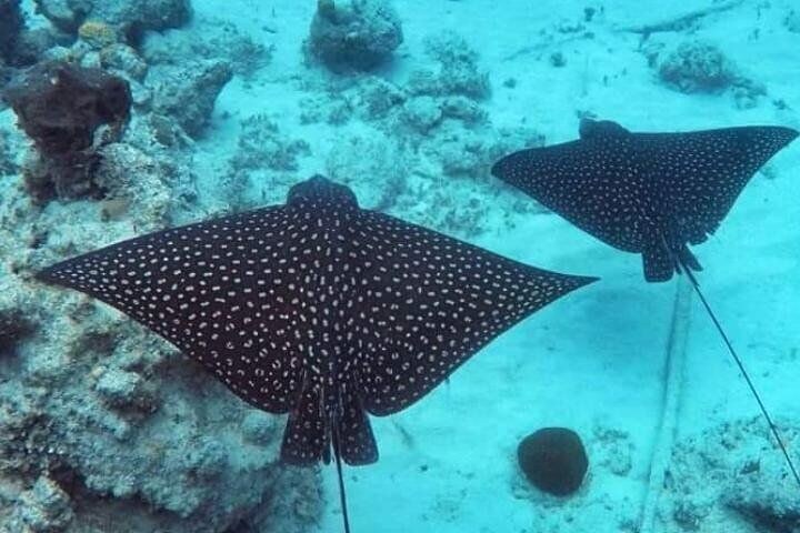 Private Sunrise Sail & Snorkel Along the Hidden Reefs