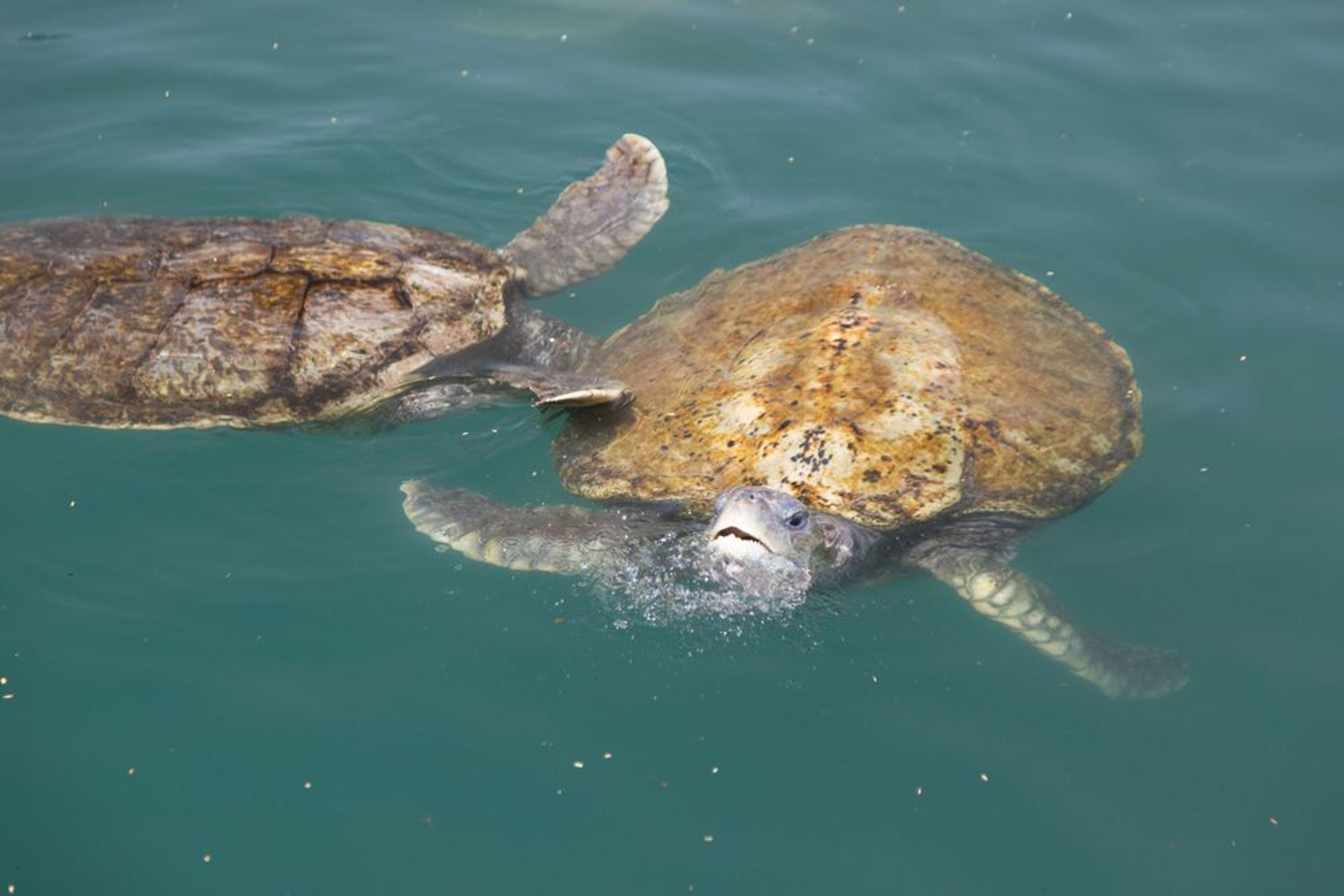 Wildlife Encounter: Sea Turtle & Ray Sanctuary Visit