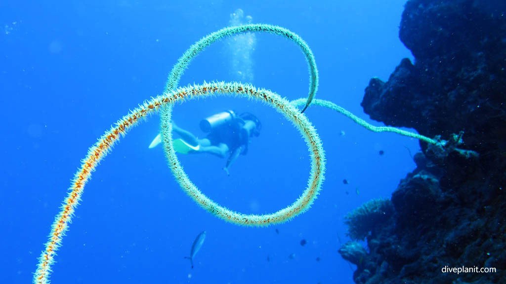 Private Dive: Tzieu's Coral Pinnacles