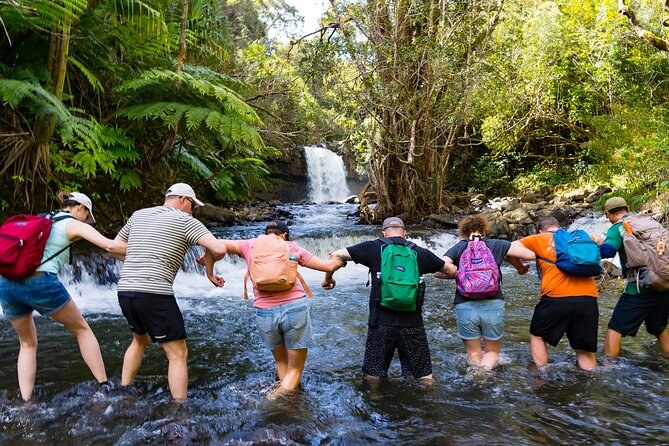 Rainforest Canopy & Waterfall: Small-Group Adventure Trek