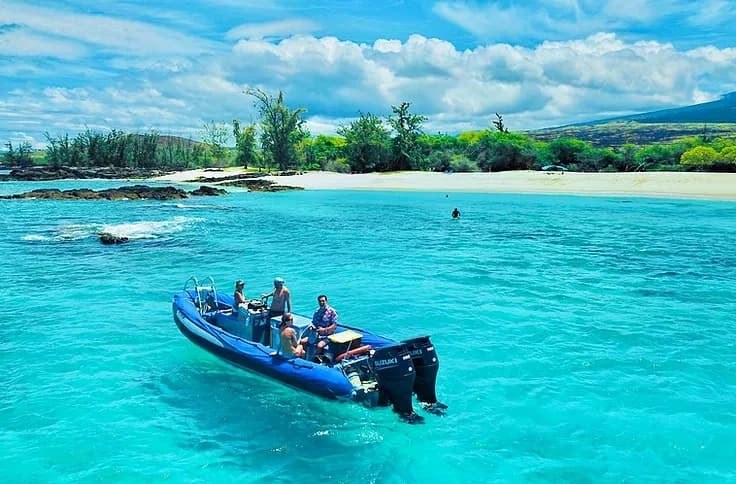 Reef Wildlife Encounter: Private Small-Boat Marine Safari