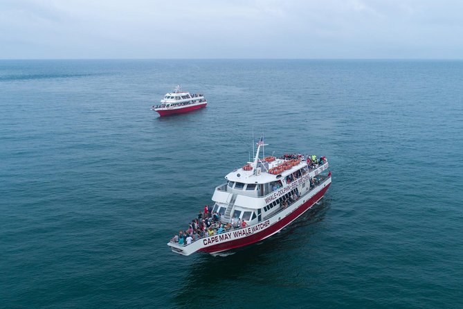 Whale & Dolphin Watching, Small-Boat Naturalist Cruise