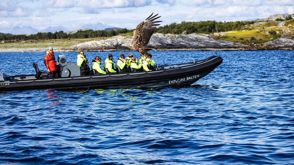 Wildlife Watching by Private RIB: Seals, Eagles & Coastal Life