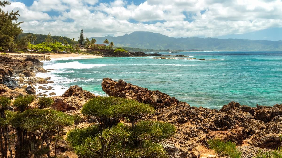Oowhey Reef-to-Table: Private Chef's Market & Cooking Class