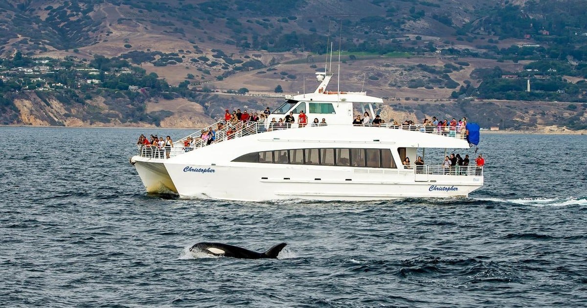Long Beach: Private Whale & Dolphin Watching Charter