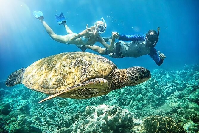 Snorkel the Reef with a Marine Biologist Guide