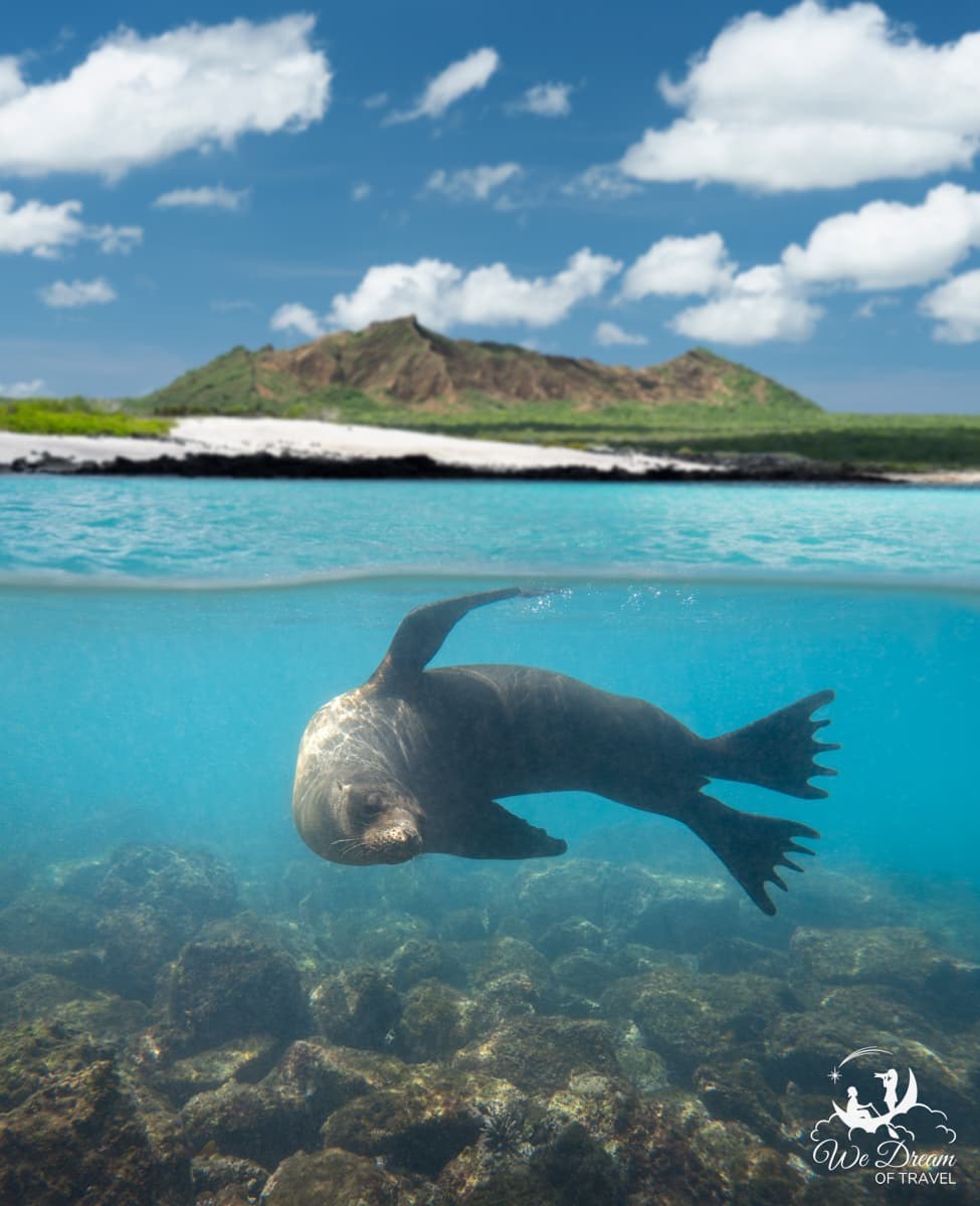 Galápagos-Style Wildlife Snorkel, Sea of Cortez