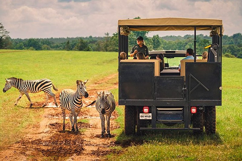 Small-Group Wildlife & Conservation Safari