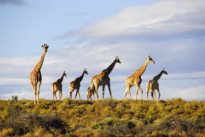Serengeti-Style Big Five Safari Day from Cape Town