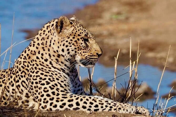 Private Safari Game Drive, Kruger-Adjacent Reserve