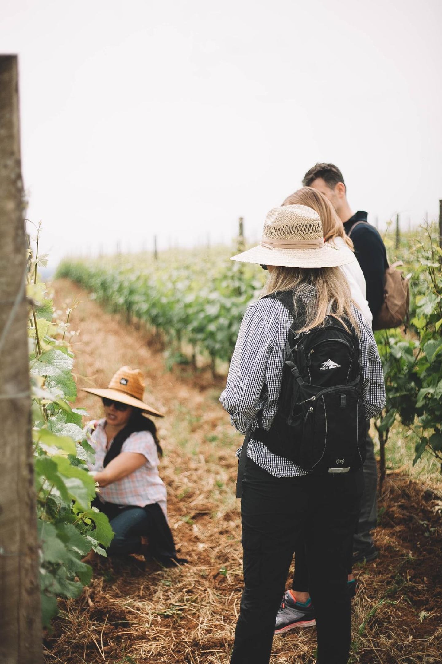Private Vineyard & Terroir Tasting in the Hills