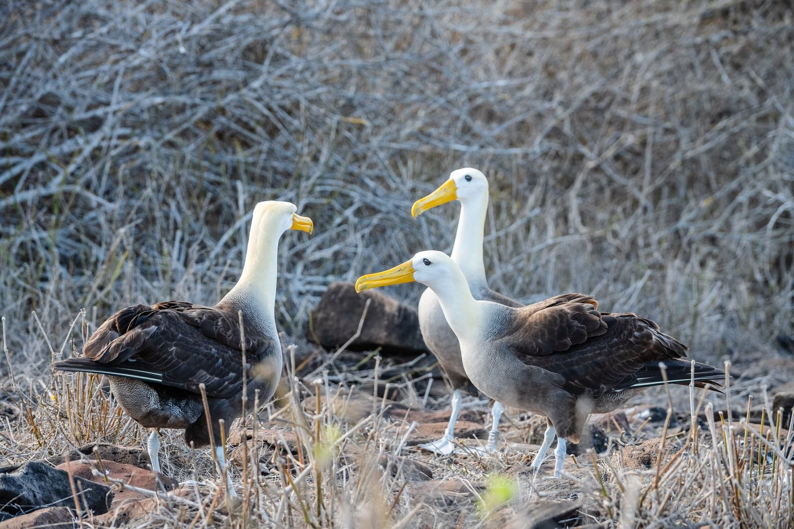 Galápagos-Style Wildlife Encounter: Española Island Trek
