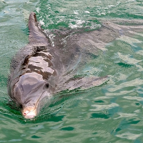 Small-Group Wildlife & Coastal Cliffs Excursion