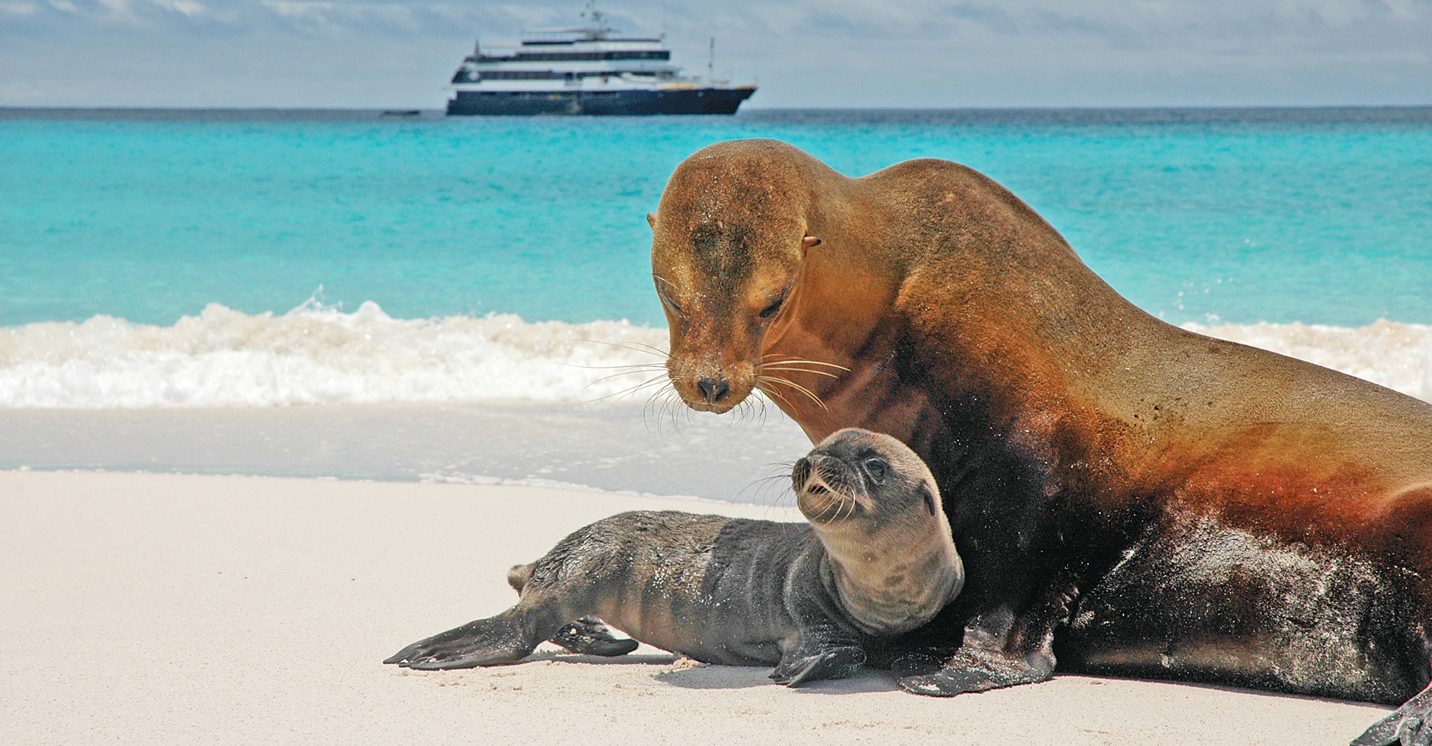 Galapagos-style Snorkel & Wildlife Skiff with Naturalist