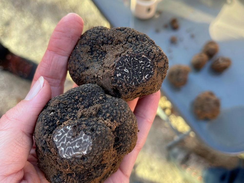 Provence: Private Truffle & Wine Estate Lunch