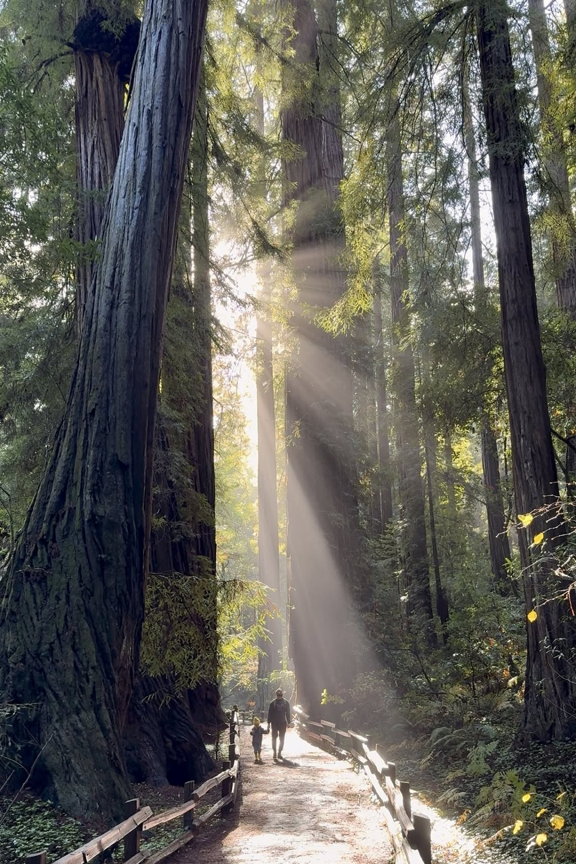 Muir Woods & Marin Headlands: Private Naturalist Hike