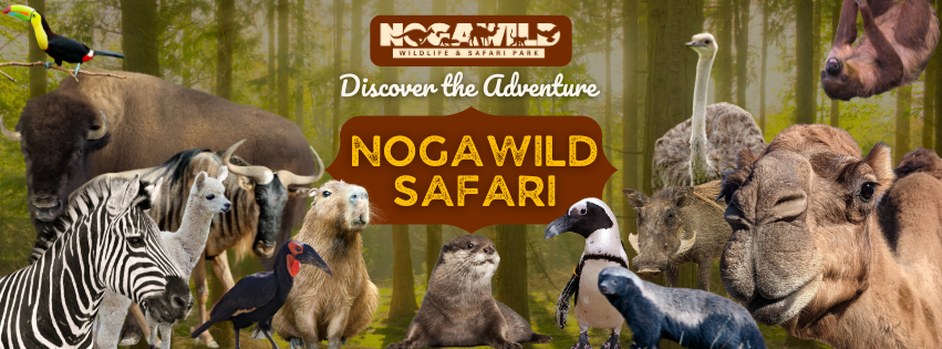 Private Safari Vehicle & Ranger-Led Wildlife Tracking