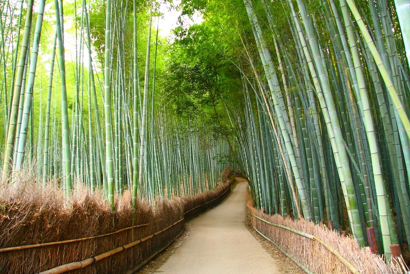 Kyoto's Arashiyama Bamboo Grove & Private Tea Ceremony