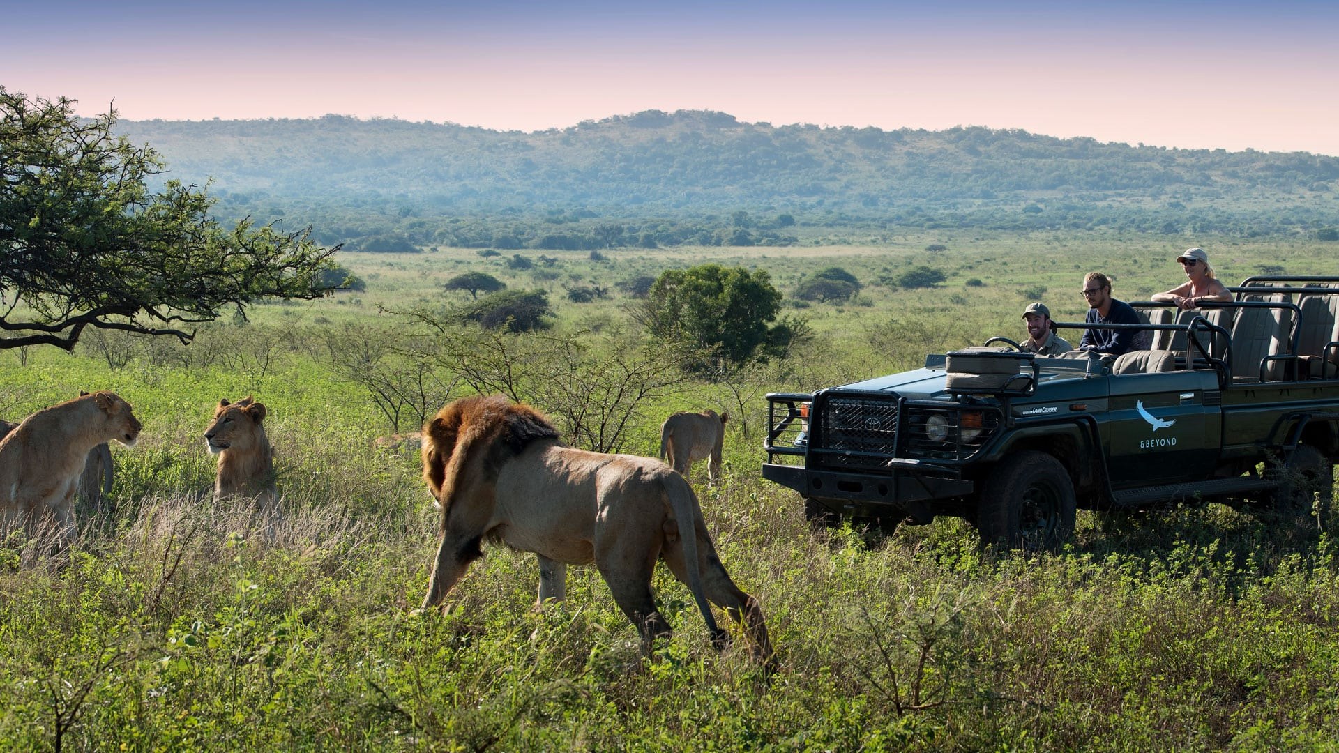 Private Safari Game Drive at Dawn