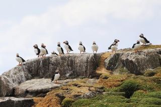 Isle Of May