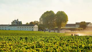 Pauillac