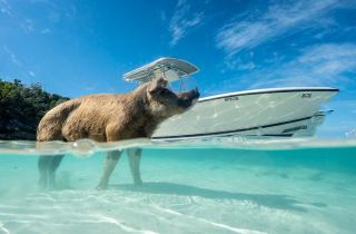 Nassau cruise excursions