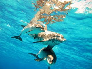 Bimini